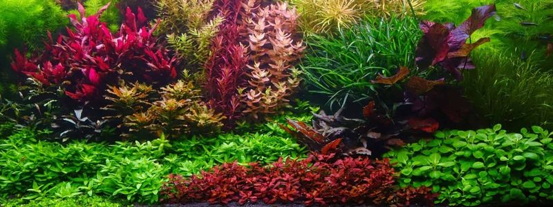 Best Red Aquarium Plants