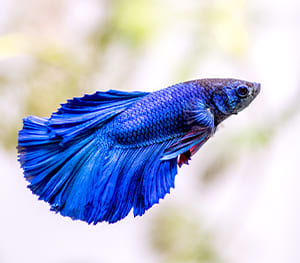 Betta Fish