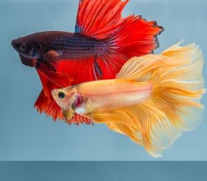 Betta Fish and Tank Mates