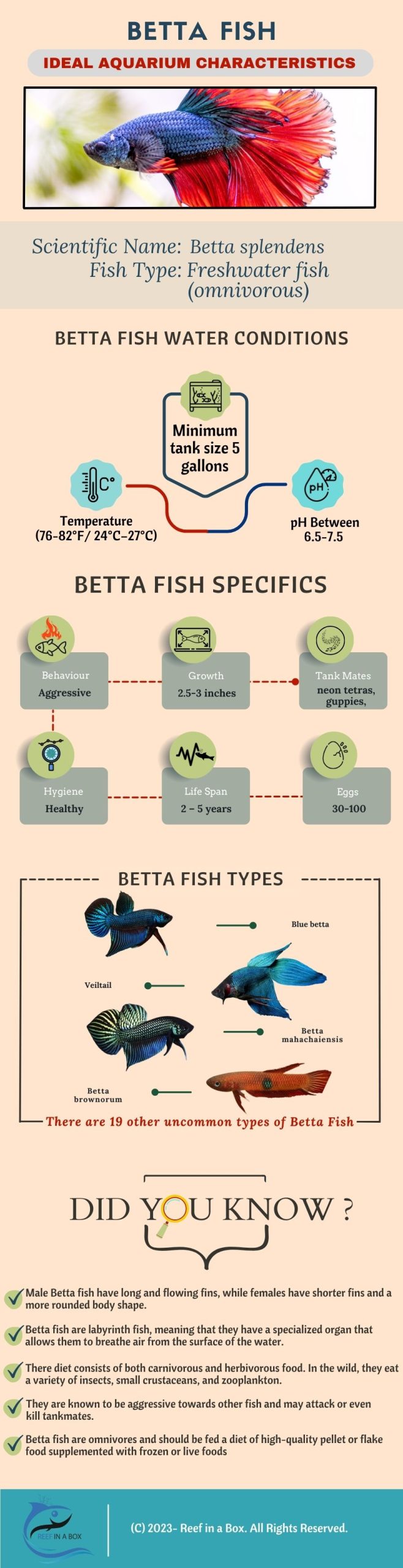  Betta Fish Infographic