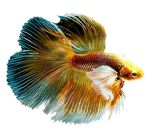 Betta fish (Siamese fighting fish)