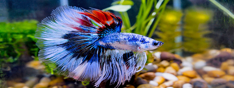 Betta Fish