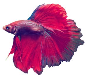 Betta Fish