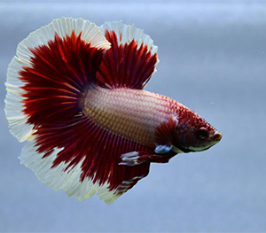 Betta