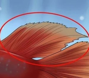 Bettas have several tail shapes