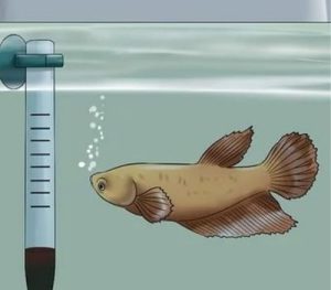 Bettas like acidic water and warm water
