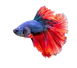 Bi Coloured