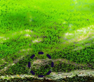 Black Algae