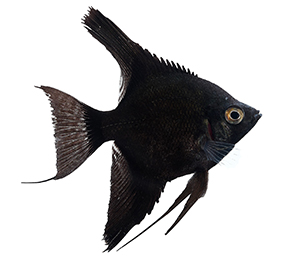 Black Angelfish
