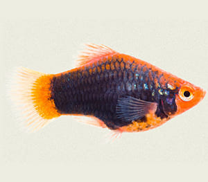 Black Hamburg Platy