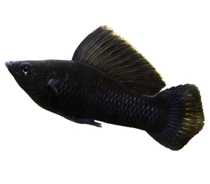 Black Sailfin Molly