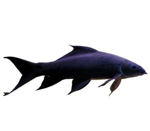 Black Shark