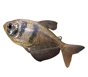 Black Tetras 