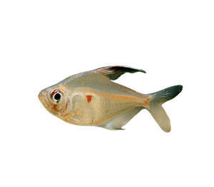 Bleeding Heart Tetras 