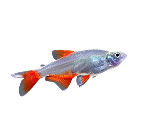 Bloodfin Tetra