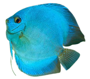 Blue Discus