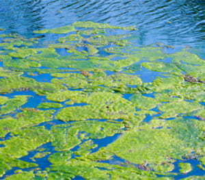 Blue Green Algae