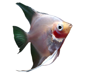 Blushing Angelfish 
