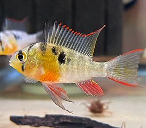 Bolivian Rams