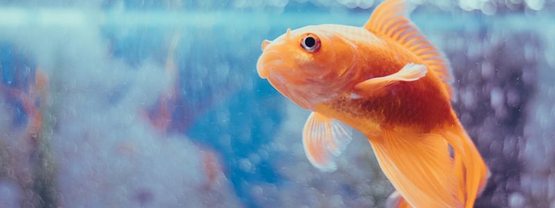 Bow Front vs Flat Aquariums