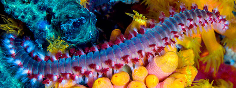 Bristle Worms For Your Reef Tank