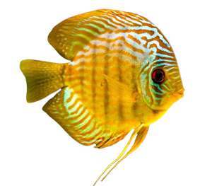 Brown Discus