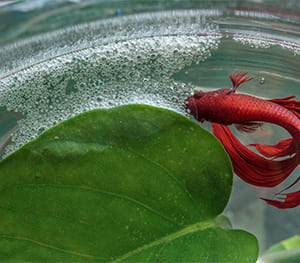 Bubble Nests