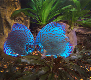 Bubble Nests Solution