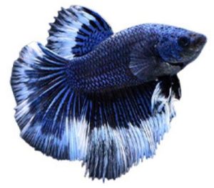Butterfly betta 