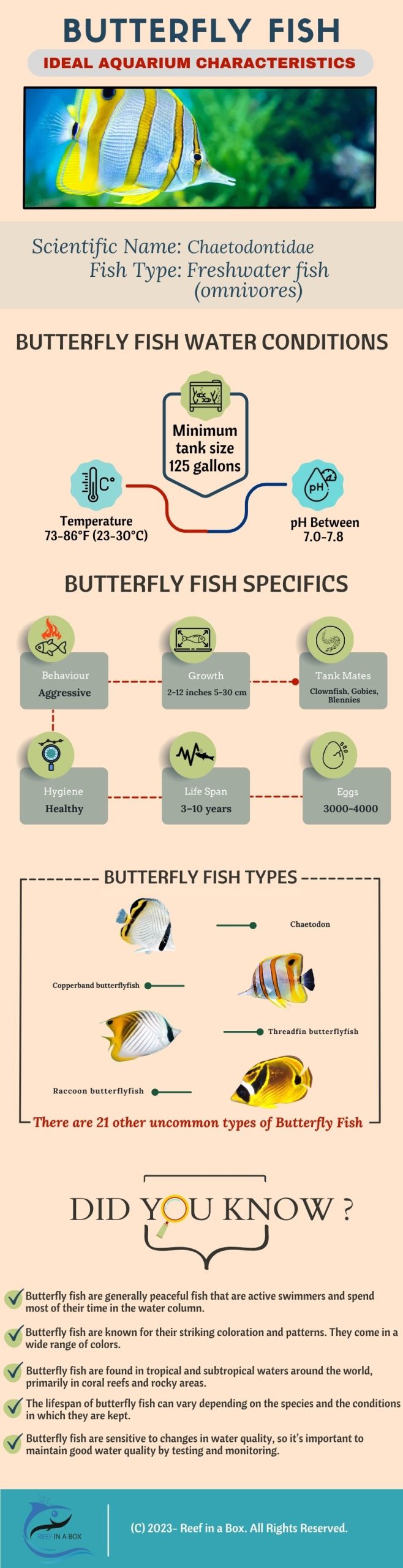 Butterfly Fish Infographic