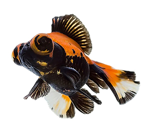 Butterfly Tail Goldfish