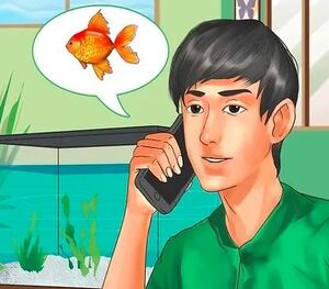 Buying Compatible Fishes