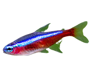 Cardinal tetras