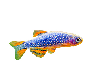 Celestial Pearl Danio