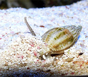 Cerith Snail for Cleaning Sand