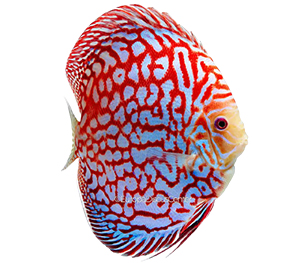 Checkerboard Red Map Discus
