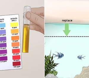 Checking Nitrite Levels