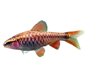 Cherry barbs