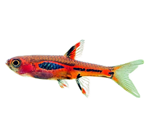 Chili Rasbora