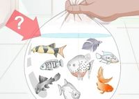 Choosing compatible fish species