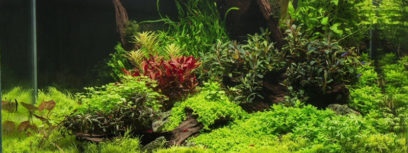 Choosing the Best Aquarium Plant Fertilizer for Your Tank