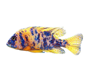 Cichlids (aside from dwarf cichlids)