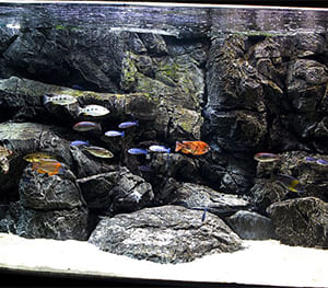 Classic Rock Aquarium Backgrounds