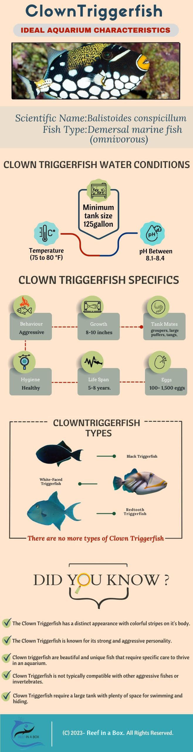 Clown Triggerfish 