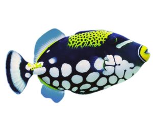 clown-triggerfish