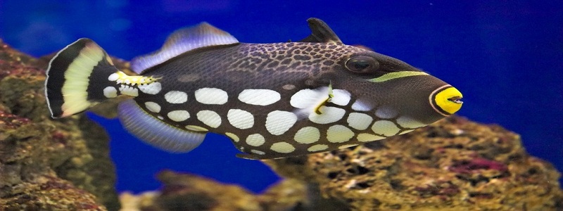 Clown Triggerfish