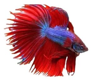 Combtail Betta