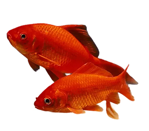 Common Goldfish