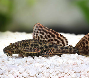 Common Pleco