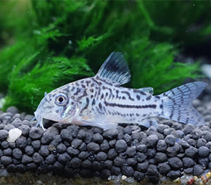 Corydoras Catfish